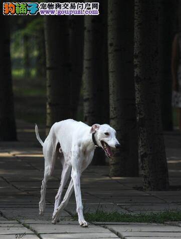 全面了解狗狗 优质的格力犬是怎样挑选出来的