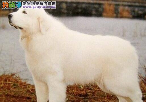 和大白熊犬一起搭车旅行的10个诀窍（上）