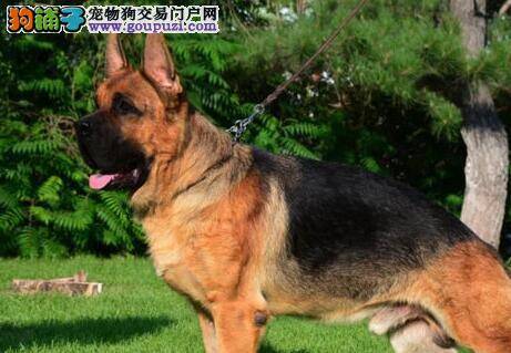 德国牧羊犬每天都放屁是什么原因 消化不良吗