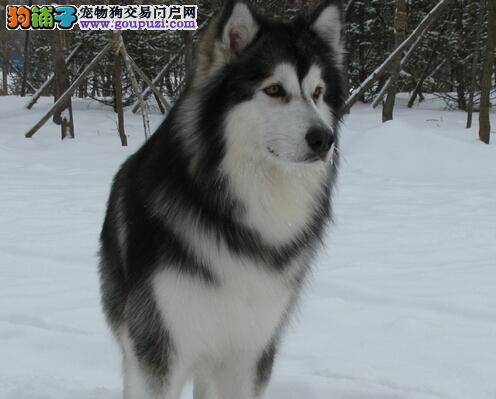 宠物饲养我知道 阿拉斯加雪橇犬不能吃哪些食物