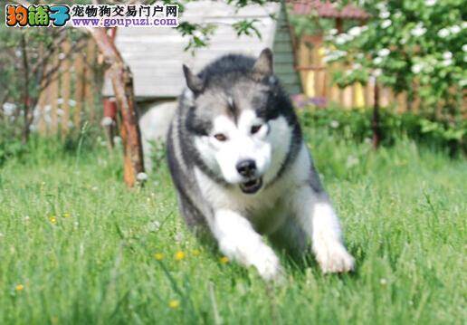 狗狗偏食疾病多 怎样纠正阿拉斯加雪橇犬偏食的习惯