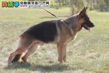 从细节看健康 怎样选择纯种德国牧羊犬