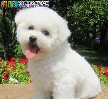 比熊犬口吐黄水是什么毛病