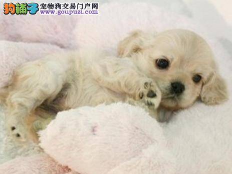 三个月大的可卡犬要如何喂养