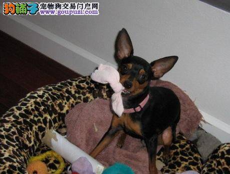 小鹿犬乱咬鞋子是运动不足的征兆