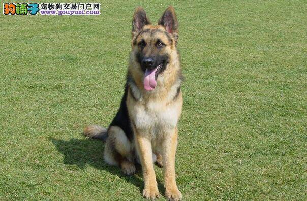 购买德国牧羊犬要注意狗狗年龄及有无疾病