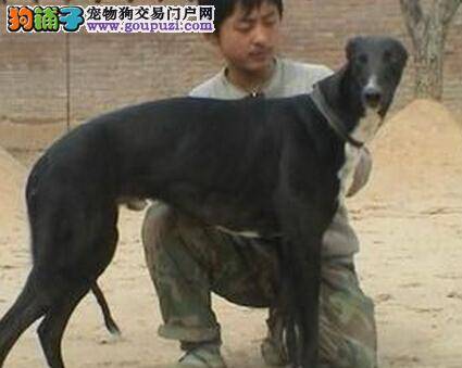 宠物医生告诉你为什么格力犬会出现不孕现象