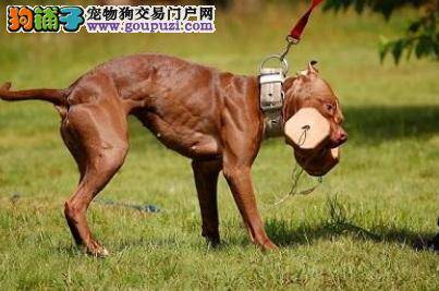 训练比特犬叼东西的方法