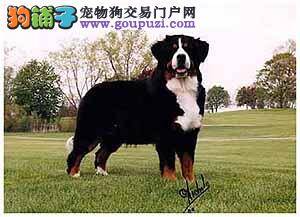 伯恩山犬这段时间总掉毛是什么原因