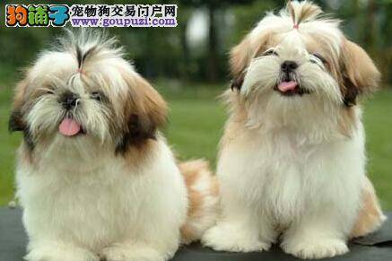 西施犬隐蔽部位的疾病种类和预防方法