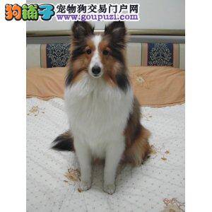 喜乐蒂犬最近拉血了是什么情况