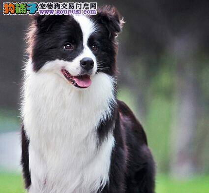 生活小技能 清理边境牧羊犬毛发的三种方法