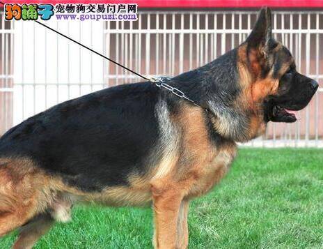 德国牧羊犬过分护食的应对措施