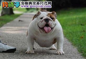 养狗大全 了解斗牛犬疫苗后会出现哪些不良反应