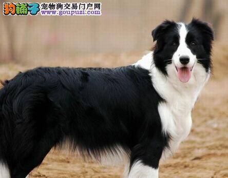 狗爸狗妈不用愁 调查边境牧羊犬为什么爪子冰凉