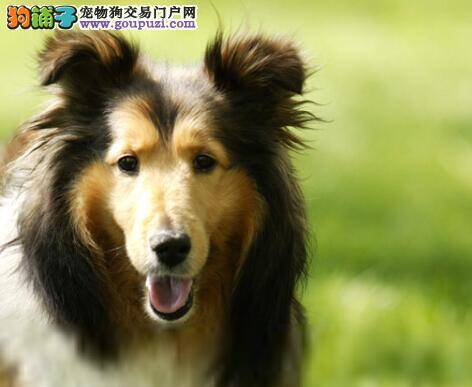 美丽再绽放 如何给喜乐蒂犬修剪指甲