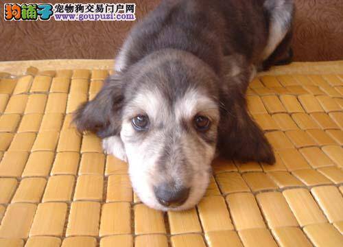 阿富汗猎犬眼睛周围发红可以用眼药水吗