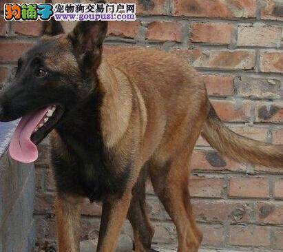 生活小帮手 简单介绍消灭比特犬身上跳蚤的三种方法