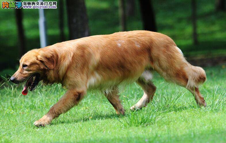 幼犬饲养 怎么照料刚出生的金毛犬宝宝