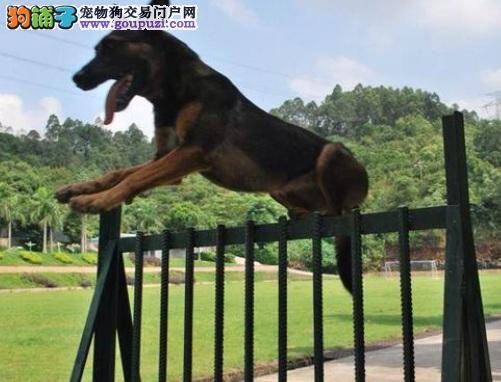 训练德国牧羊犬跨越障碍物的方法