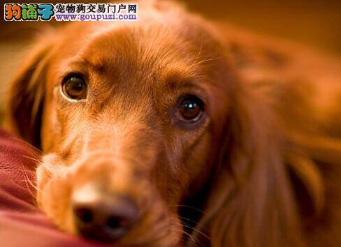 定期驱虫从幼犬开始 给金毛犬驱虫有哪些方法