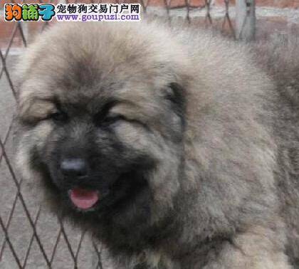 美丽不简单 七个美容步骤改善高加索犬整体外貌