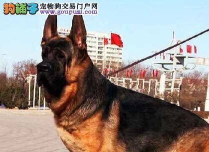 德国牧羊犬口吐白沫是怎么了