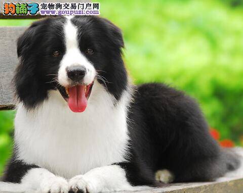 两招快速改正边境牧羊犬爱咬东西的坏毛病