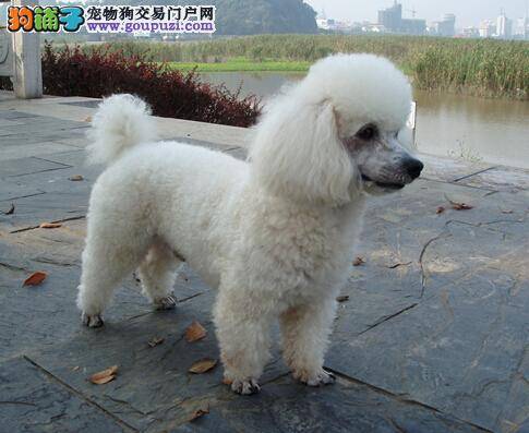 爱犬恶习多 主人应如何去纠正贵宾犬