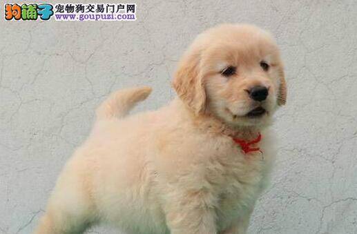 金毛犬不同年龄时所需营养也不同