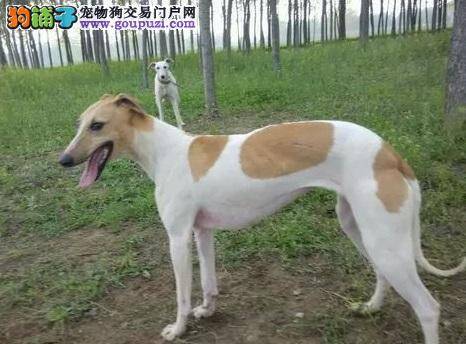 两个月的格力犬每天应吃几顿饭