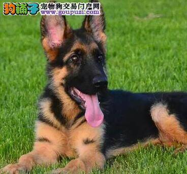 为什么要饲养德国牧羊犬