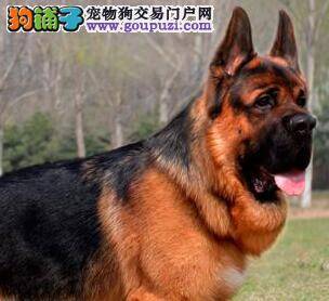 生活中饲主照顾德国牧羊犬期间有哪些好方法