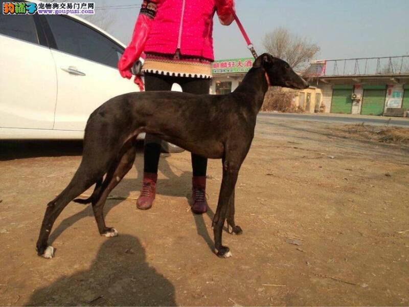 格力犬饭后，口吐白沫有粘液需要吃药吗