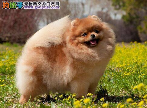 加强母犬管理 帮助博美犬顺利的完成哺乳工作