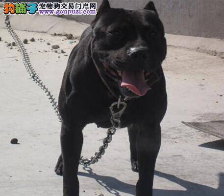 家有小宠物 如何饲养比特犬最科学