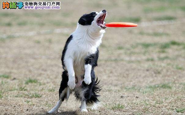 边境牧羊犬训练方法，培养兴趣最重要