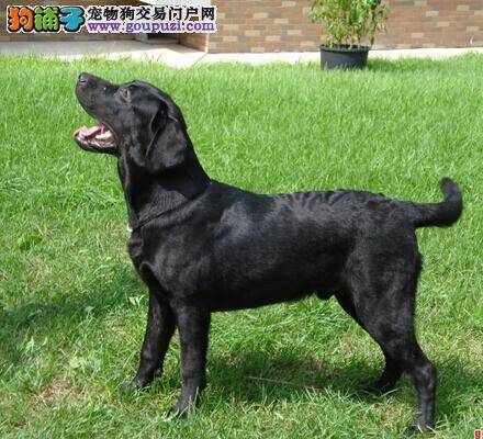 专业护理毛发法 梳理拉布拉多犬的毛发应注意什么