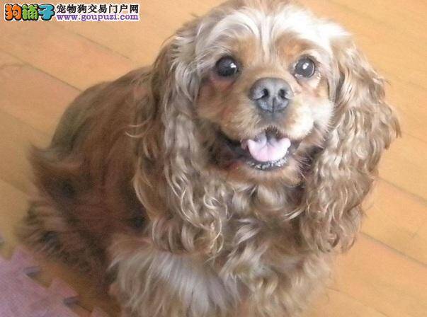 训练可卡犬不随意爬跨，让客人不再尴尬