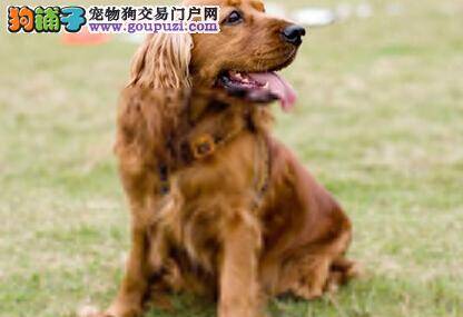 聪明主人轻松应对巴哥犬洗澡难的问题