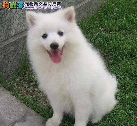 医学实用手册之科学护理让银狐犬远离眼疾困扰