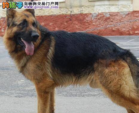 不可不知的常识 哪些食物德国牧羊犬吃不得