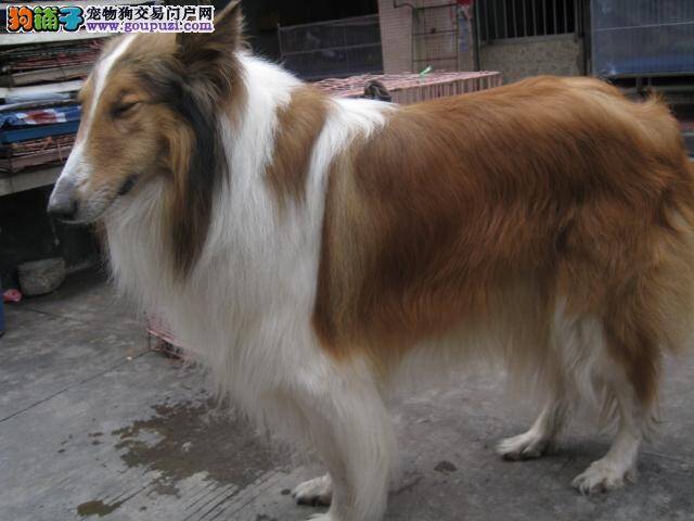 苏格兰牧羊犬在冬季会有哪些生活阻力