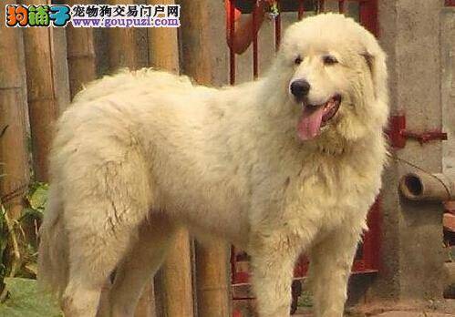 主人要如何养育才能保证大白熊犬不缺钙