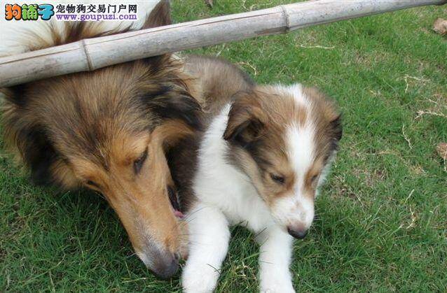 苏格兰牧羊犬最近不吃饭是怎么回事