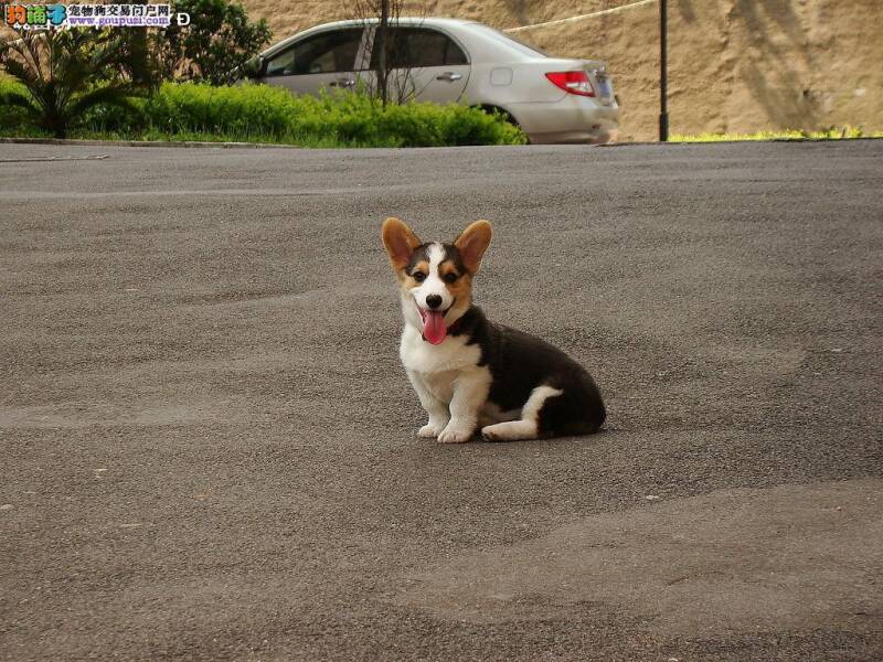 最近柯基犬不吃不喝，吐血怎么办