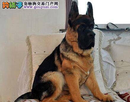 德国牧羊犬突然不吃东西了这是为什么