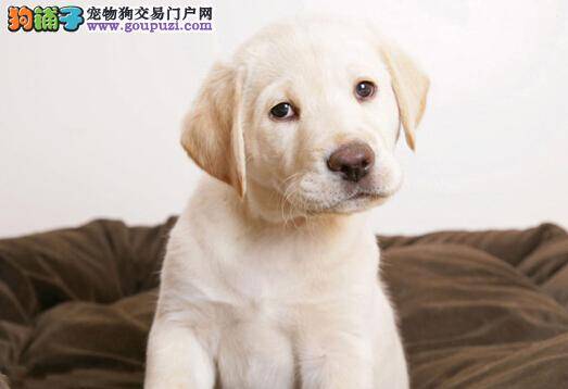 冬季防治犬瘟热病 让拉布拉多犬顺利过冬不再成为难题