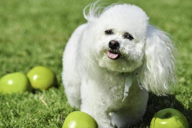 在选购比熊犬的时候，你需要了解以下两个方面