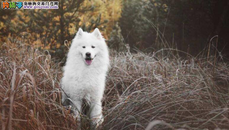 挑选一只纯种的萨摩耶犬的方法大盘点